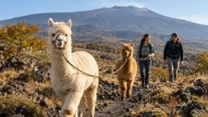 Alpaca Trekking sull’Etna: L’Escursione più Dolce della Sicilia