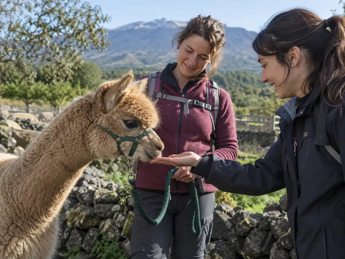 Una visitatrice porge la mano a un alpaca durante la presentazione con la guida.